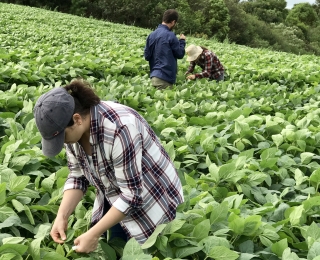 Studentinnen bereiten die Probennahme von Sojapflanzen im Feld vor