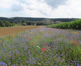 Blühstreifen
