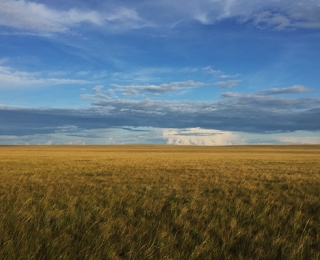 East Mongolian Grasslands