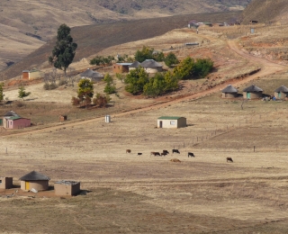 Auf dem Foto sieht man ein Dorf im Kwa Zulu-Natal mit Graslandschaft und weidenden Kühen.