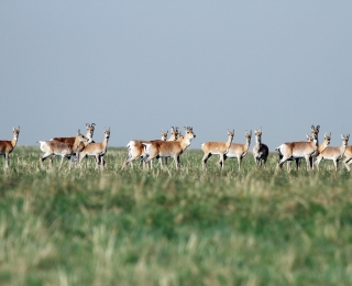 Eine Gruppe Gazellen in der mongolischen Steppe.