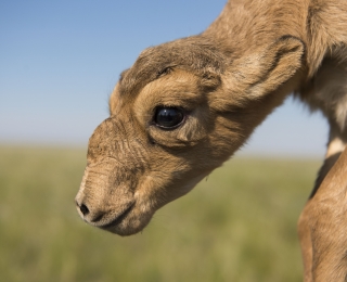 A close-up of a newly-born saiga calf.