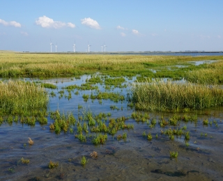 Queller-Watt im Nationalpark Schleswig-Holsteinisches Wattenmeer.