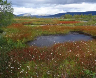 Palsa-Moor in Finnland
