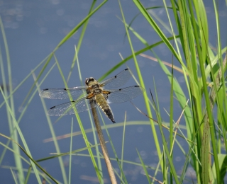 Four-spotted Chaser dragonfly at the water's edge.