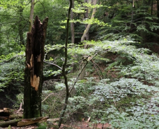 Natürliche Waldentwicklung im Nationalpark Kellerwald. Foto: Peter Finck