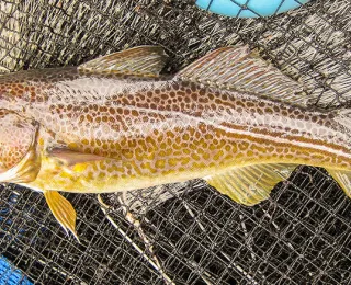Mit Fischfalle gefangener Dorsch (Gadus morhua)