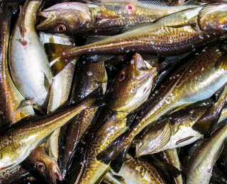 Dorsche (Gadus morhua) gehören zu den wichtigsten Zielarten in der Ostsee