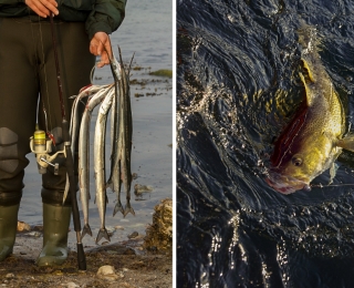 Links: Ein Meeresangler mit seinem Fang Hornhechte (Belone belone). Rechts: Dorsche (Gadus morhua) werden bevorzugt vom Kutter aus geangelt