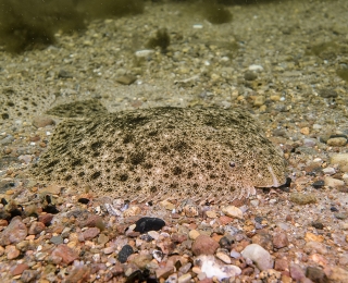 Meeresschutzgebiete dienen als Rückzugsgebiete von vielen Fischarten, wie hier z. B. ein Steinbutt (Psetta maxima) am Adlergrund der Ostsee, NSG Pommersche Bucht – Rönnebank