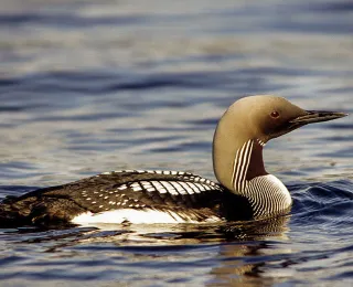 Prachttaucher (Gavia arctica), Foto: Sven-Erik Arndt
