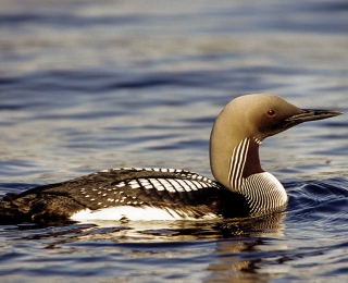 Prachttaucher (Gavia arctica), Foto: Sven-Erik Arndt