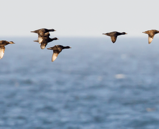 Sechs fliegende Trauerenten über dem Meer