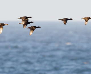 Ziehende Trauerenten (Melanitta nigra) in der Nordsee