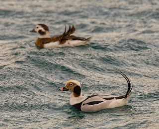 Long-tailed ducks (Clangula hyemalis)