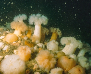 Seenelken (Metridium dianthus) kommen in verschiedenen Farben vor, oft sogar in hellem, leuchtendem Orange. Foto: Hübner, Krause (BfN)