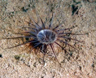 it langen Tentakeln ausgestattete Nordsee-Zylinderrose auf Sandboden