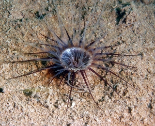 it langen Tentakeln ausgestattete Nordsee-Zylinderrose auf Sandboden