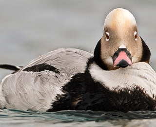 Eisenten (Clangula hyemalis) überwintern zu Zehntausenden in der Ostsee, Foto: Stefan Pfützke / Green-Lens.de