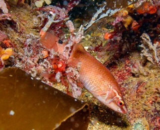 Goldsinny wrasse (Ctenolabrus rupestris) and macrophytes with red and brown algae 