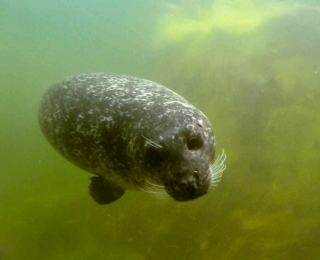 Seehund (Phoca vitulina)