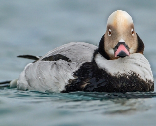 Eisenten (hier ein Erpel im Prachtkleid, Clangula hyemalis) überwintern zu Zehntausenden in der Pommschern Bucht, Foto: Stefan Pfützke, green-lens.de