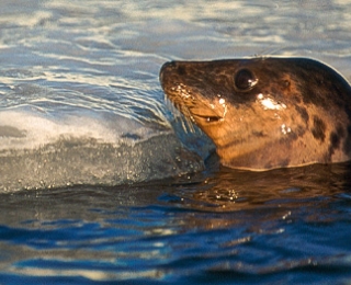 Kegelrobbe (Halichoerus grypus) an der Eiskante