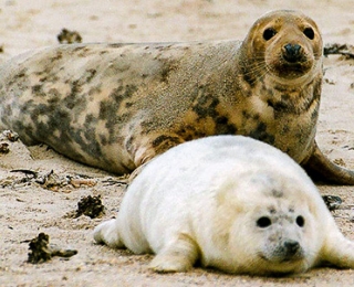 Kegelrobbe (Halichoerus grypus) mit Jungtier auf Helgoland