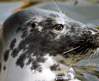 Kegelrobbe (Halichoerus grypus)