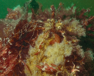 Macroalgae 