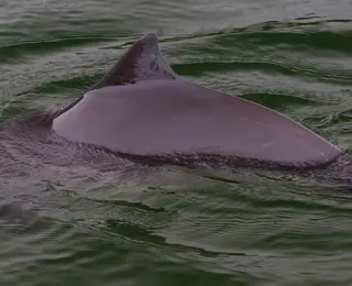 Schweinswal (Phocoena phocoena)