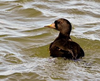Trauerenten (Melanitta nigra) ernähren sich in den Überwinterungsgebieten überwiegend von marinen Muscheln, die sie bis in eine Wassertiefe von 20 m erbeuten, Foto: Stefan Pfützke (green-lens.de)