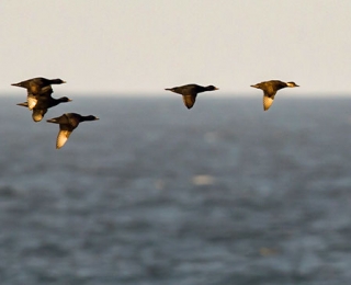Ziehende Trauerenten (Melanitta nigra), ein häufiger Anblick im Schutzgebiet, Foto: Mathias Putze