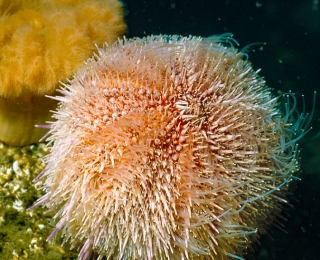 Dicht mit Seenelken (Metridium dianthus (vormals M. senile) und Seescheiden (Ascidiacea) bewachsenes Riffareal im Sylter Außenriff, hier mit Essbarer Seeigel (Echinus esculentus). Foto: Hübner/Krause (BfN)