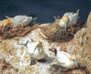 Auf Helgoland brütende Basstölpel (Morus bassanus), die neben Algen sehr viel künstliches Nistmaterial wie Netzreste, Plastikringe und Stricke bei der Anlage ihres Nests nutzen