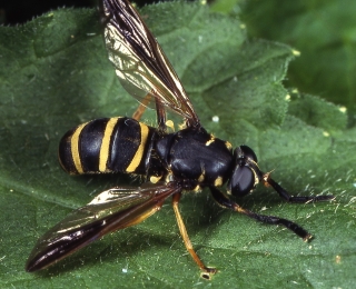 Schwebfliege "Temnostoma bomblylans" auf Blatt