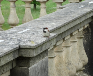 Männlicher Haussperling auf einer historischen Terrassenmauer.