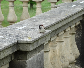 Männlicher Haussperling auf einer historischen Terrassenmauer. 