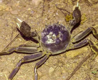 Chinesische Wollhandkrabbe