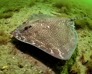 Nagelrochen (Raja clavata)