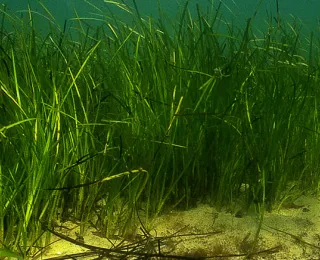 Auch Seegraswiesen gehören zu den besonders schutzwürdigen Lebensräumen der HELCOM-Liste