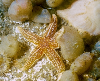 Seestern (Asterias rubens) und Seescheiden (Ascidiae) an einem Riff