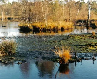Moor mit offener Wasserfläche und herbstlichen Pflanzen.