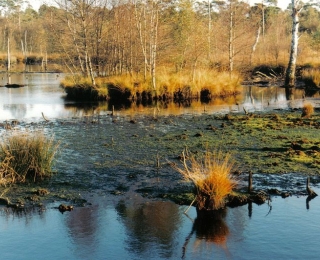 Moor mit offener Wasserfläche und herbstlichen Pflanzen.