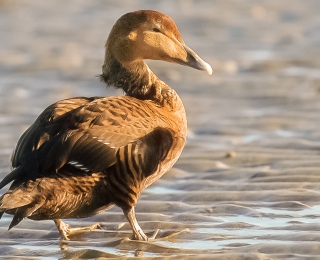 Verölte, geschwächte Eiderente (Somateria mollissima)